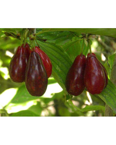 Кизил плодовий Миколка | Cornus mas Mykolka | Кизил плодовый Николка /Коленька