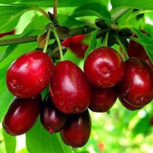 Кизил плодовий Миколка | Cornus mas Mykolka | Кизил плодовый Николка /Коленька