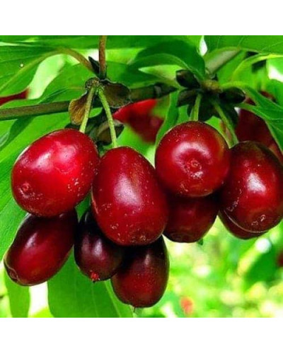 Кизил плодовий Миколка | Cornus mas Mykolka | Кизил плодовый Николка /Коленька