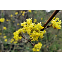 Кизил плодовий Лук’янівський | Cornus mas Lukyanovskij | Кизил плодовый Лукьяновский