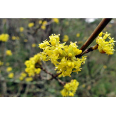 Кизил плодовий Лук’янівський | Cornus mas Lukyanovskij | Кизил плодовый Лукьяновский