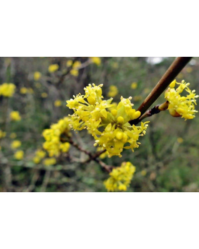 Кизил плодовий Лук’янівський | Cornus mas Lukyanovskij | Кизил плодовый Лукьяновский