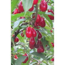 Кизил плодовий Елегантний | Cornus mas Elehantnyy | Кизил плодовый Элегантный