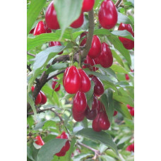 Кизил плодовий Елегантний | Cornus mas Elehantnyy | Кизил плодовый Элегантный
