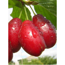 Кизил плодовий Елегантний | Cornus mas Elehantnyy | Кизил плодовый Элегантный