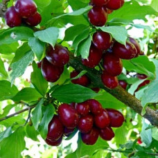 Кизил плодовий Елегантний | Cornus mas Elehantnyy | Кизил плодовый Элегантный