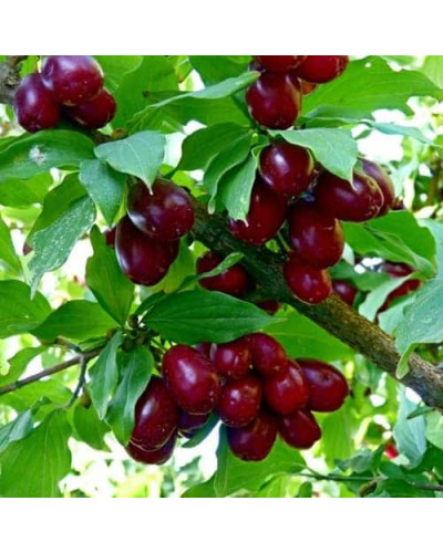 Кизил плодовий Елегантний | Cornus mas Elehantnyy | Кизил плодовый Элегантный