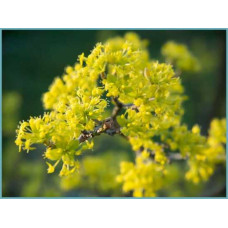 Кизил плодовий Володимирський | Cornus mas Volodimirskij | Кизил плодовый Владимирский