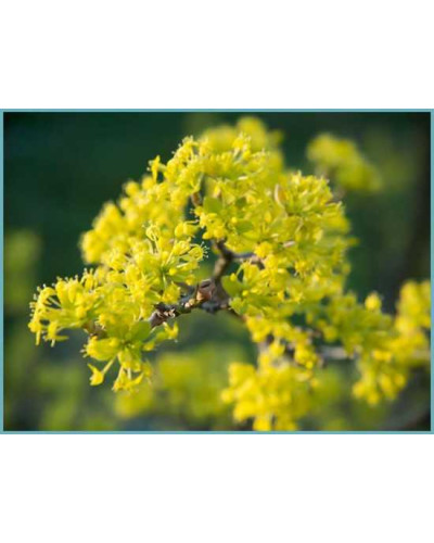 Кизил плодовий Володимирський | Cornus mas Volodimirskij | Кизил плодовый Владимирский