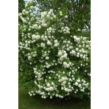Калина звичайна / червона | Viburnum opulus | Калина обыкновенная / красная