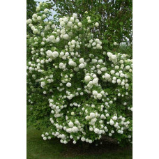Калина звичайна / червона | Viburnum opulus | Калина обыкновенная / красная