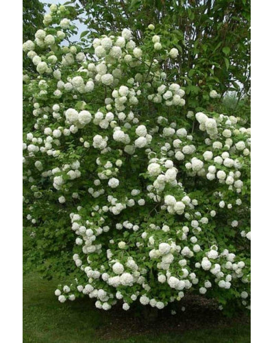 Калина звичайна / червона | Viburnum opulus | Калина обыкновенная / красная