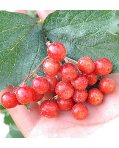 Калина звичайна / червона | Viburnum opulus | Калина обыкновенная / красная