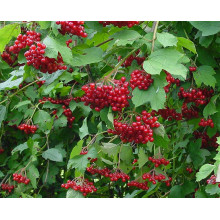 Калина звичайна / червона | Viburnum opulus | Калина обыкновенная / красная