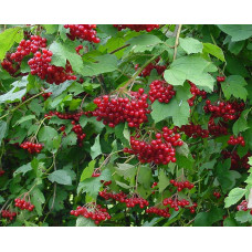Калина звичайна / червона | Viburnum opulus | Калина обыкновенная / красная