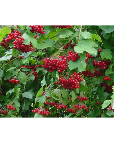 Калина звичайна / червона | Viburnum opulus | Калина обыкновенная / красная
