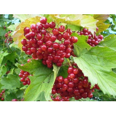 Калина звичайна / червона | Viburnum opulus | Калина обыкновенная / красная