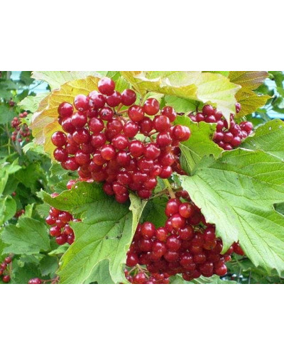 Калина звичайна / червона | Viburnum opulus | Калина обыкновенная / красная