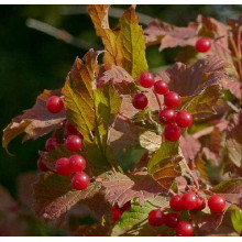Калина звичайна / червона | Viburnum opulus | Калина обыкновенная / красная