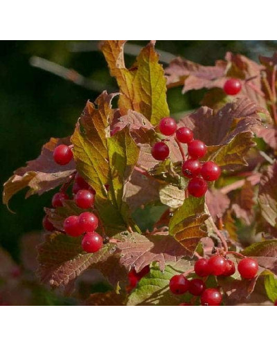 Калина звичайна / червона | Viburnum opulus | Калина обыкновенная / красная