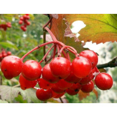 Калина звичайна / червона | Viburnum opulus | Калина обыкновенная / красная