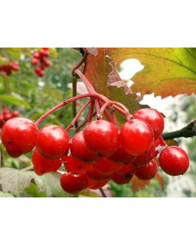 Калина звичайна / червона | Viburnum opulus | Калина обыкновенная / красная