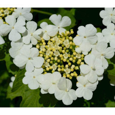 Калина звичайна / червона | Viburnum opulus | Калина обыкновенная / красная