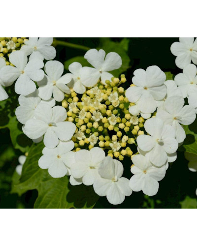 Калина звичайна / червона | Viburnum opulus | Калина обыкновенная / красная
