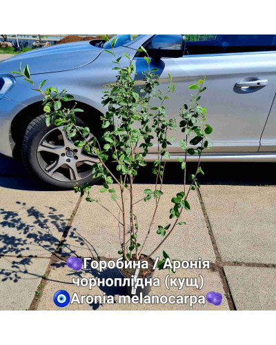 Горобина / Аронія чорноплідна (кущ) | Рябина / Арония черноплодная (куст) | Aronia melanocarpa (bush)