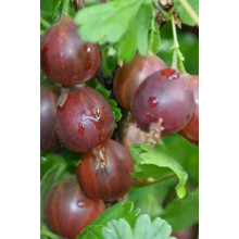 Аґрус Сіріус (середньопізній) | Ribes uva-crispa Sirius | Крыжовник Сириус (среднепоздний)