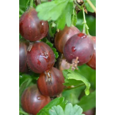 Аґрус Сіріус (середньопізній) | Ribes uva-crispa Sirius | Крыжовник Сириус (среднепоздний)