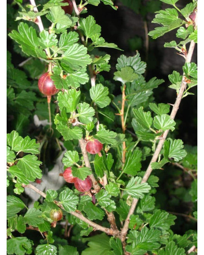 Аґрус Сіріус (середньопізній) | Ribes uva-crispa Sirius | Крыжовник Сириус (среднепоздний)