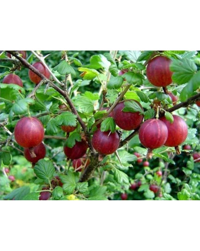 Аґрус Сіріус (середньопізній) | Ribes uva-crispa Sirius | Крыжовник Сириус (среднепоздний)