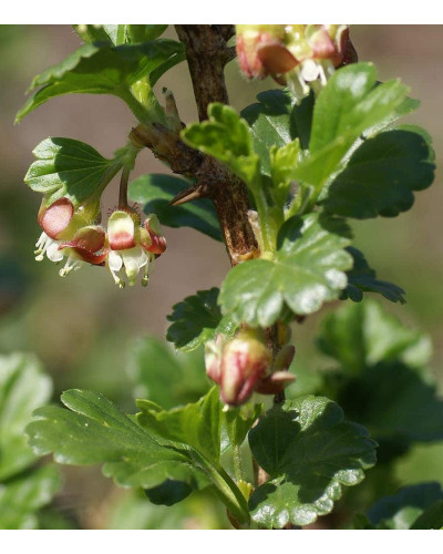 Аґрус Сіріус (середньопізній) | Ribes uva-crispa Sirius | Крыжовник Сириус (среднепоздний)