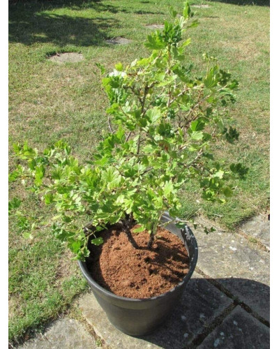Аґрус Сіріус (середньопізній) | Ribes uva-crispa Sirius | Крыжовник Сириус (среднепоздний)