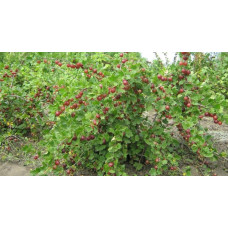 Аґрус Сіріус (середньопізній) | Ribes uva-crispa Sirius | Крыжовник Сириус (среднепоздний)