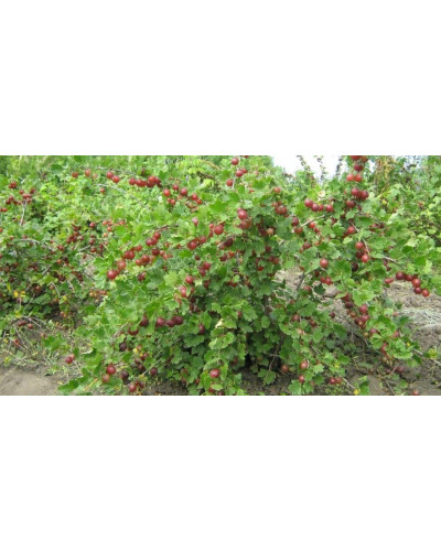 Аґрус Сіріус (середньопізній) | Ribes uva-crispa Sirius | Крыжовник Сириус (среднепоздний)