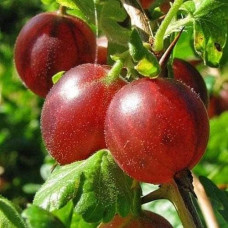 Аґрус Сіріус (середньопізній) | Ribes uva-crispa Sirius | Крыжовник Сириус (среднепоздний)