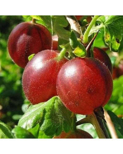 Аґрус Сіріус (середньопізній) | Ribes uva-crispa Sirius | Крыжовник Сириус (среднепоздний)