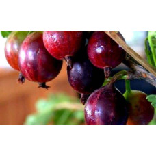 Аґрус Сіріус (середньопізній) | Ribes uva-crispa Sirius | Крыжовник Сириус (среднепоздний)