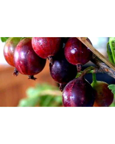 Аґрус Сіріус (середньопізній) | Ribes uva-crispa Sirius | Крыжовник Сириус (среднепоздний)