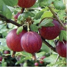 Аґрус Сіріус (середньопізній) | Ribes uva-crispa Sirius | Крыжовник Сириус (среднепоздний)