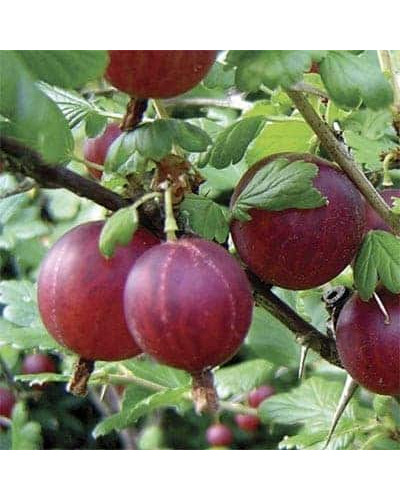 Аґрус Сіріус (середньопізній) | Ribes uva-crispa Sirius | Крыжовник Сириус (среднепоздний)