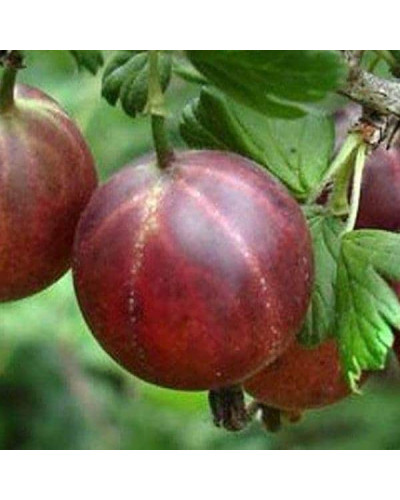 Аґрус Оксамит / Бархат (середній) | Ribes uva-crispa Oksamyt / Barhat | Крыжовник Оксамит / Бархат (средний)