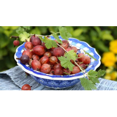 Аґрус Оксамит / Бархат (середній) | Ribes uva-crispa Oksamyt / Barhat | Крыжовник Оксамит / Бархат (средний)