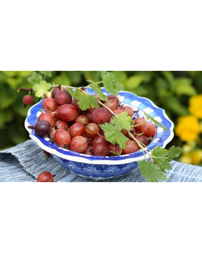 Аґрус Оксамит / Бархат (середній) | Ribes uva-crispa Oksamyt / Barhat | Крыжовник Оксамит / Бархат (средний)