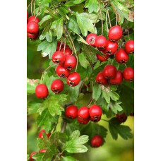 Глід звичайний плодовий | Crataegus laevigata | Боярышник обыкновенный плодовый