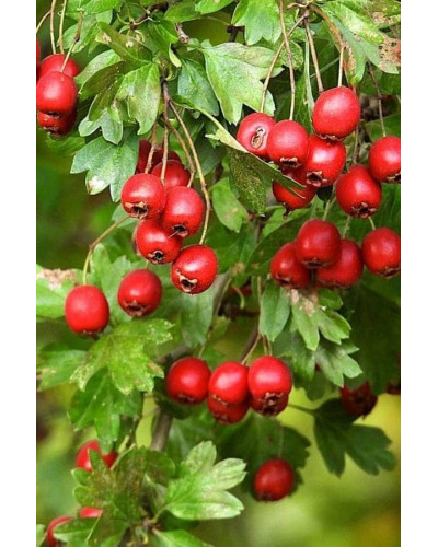 Глід звичайний плодовий | Crataegus laevigata | Боярышник обыкновенный плодовый
