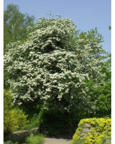Глід звичайний плодовий | Crataegus laevigata | Боярышник обыкновенный плодовый