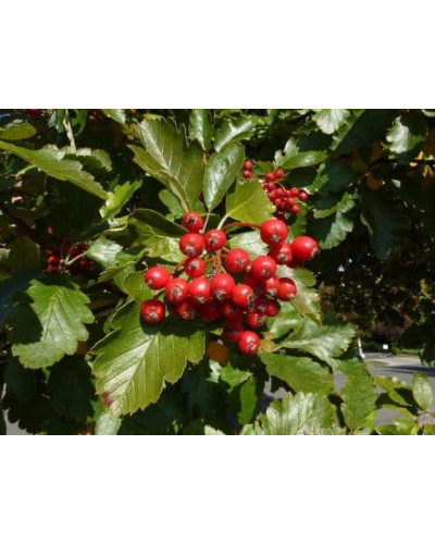 Глід звичайний плодовий | Crataegus laevigata | Боярышник обыкновенный плодовый